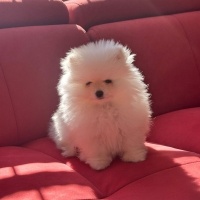 Pomeranyalı, Köpek  harmest fotoğrafı