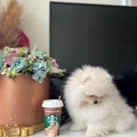 Pomeranyalı, Köpek  harmest fotoğrafı
