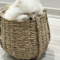 Pomeranyalı, Köpek  harmest fotoğrafı
