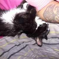 Tuxedo (Smokin) Kedi, Kedi  Loki fotoğrafı