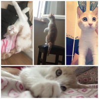 Tekir Kedi, Kedi  ponçik fotoğrafı