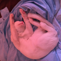 Van Kedisi, Kedi  Köpük fotoğrafı