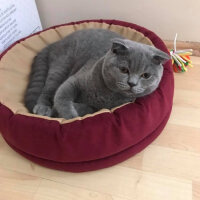 Scottish Fold, Kedi  Medet fotoğrafı