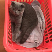 Scottish Fold, Kedi  Medet fotoğrafı