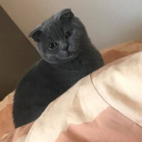 Scottish Fold, Kedi  Medet fotoğrafı