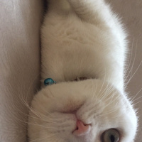 Scottish Fold, Kedi  Ajda fotoğrafı
