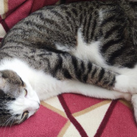 Tekir Kedi, Kedi  SURA fotoğrafı