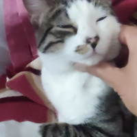 Tekir Kedi, Kedi  SURA fotoğrafı