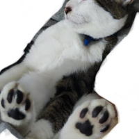 Tekir Kedi, Kedi  SURA fotoğrafı