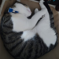 Tekir Kedi, Kedi  SURA fotoğrafı