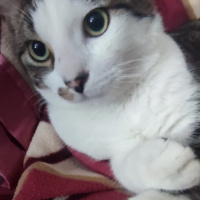 Tekir Kedi, Kedi  SURA fotoğrafı