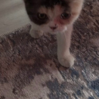 Exotic Shorthair, Kedi  Lidya fotoğrafı