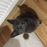 Mavi Rus, Kedi  Viski fotoğrafı
