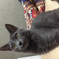 Mavi Rus, Kedi  Viski fotoğrafı