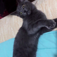 Mavi Rus, Kedi  Viski fotoğrafı