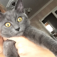 Mavi Rus, Kedi  Viski fotoğrafı