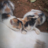 Brazilian Shorthair, Kedi  Ponçik fotoğrafı