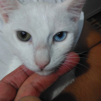 Van Kedisi, Kedi  Pamuk fotoğrafı
