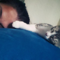 Tekir Kedi, Kedi  Mia fotoğrafı