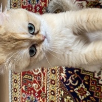 British Shorthair, Kedi  Luna fotoğrafı