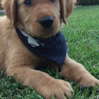 Golden Retriever, Köpek  Paşa fotoğrafı