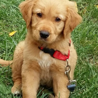 Golden Retriever, Köpek  Paşa fotoğrafı
