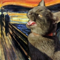 British Shorthair, Kedi  Zeytin fotoğrafı