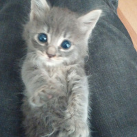 Tekir Kedi, Kedi  Duman fotoğrafı