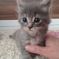 Tekir Kedi, Kedi  Duman fotoğrafı