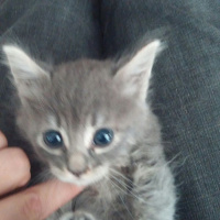 Tekir Kedi, Kedi  Duman fotoğrafı