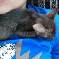 Tekir Kedi, Kedi  Çakalım fotoğrafı