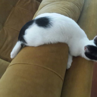 Tuxedo (Smokin) Kedi, Kedi  Biblo fotoğrafı