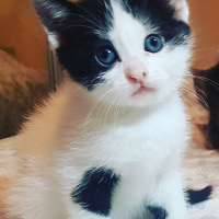 Tuxedo (Smokin) Kedi, Kedi  Biblo fotoğrafı