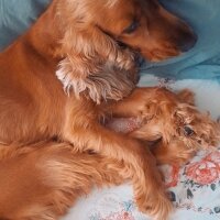 İngiliz Cocker Spaniel, Köpek  Balım fotoğrafı