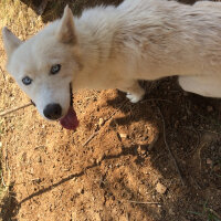 Sibirya Kurdu (Husky), Köpek  Luna fotoğrafı