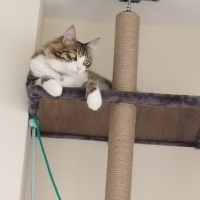 Tekir Kedi, Kedi  Boncuk fotoğrafı