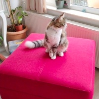 Tekir Kedi, Kedi  Boncuk fotoğrafı