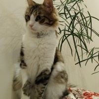 Tekir Kedi, Kedi  Boncuk fotoğrafı