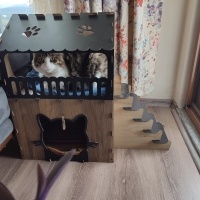 Tekir Kedi, Kedi  Boncuk fotoğrafı