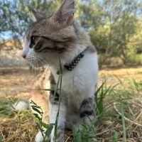Tekir Kedi, Kedi  Boncuk fotoğrafı