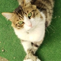 Tekir Kedi, Kedi  Boncuk fotoğrafı