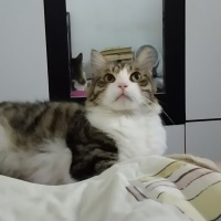 Tekir Kedi, Kedi  Boncuk fotoğrafı