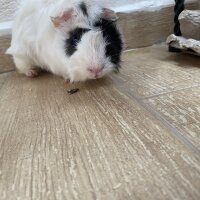 Guinea Pig, Kemirgen  miki fotoğrafı