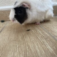 Guinea Pig, Kemirgen  miki fotoğrafı