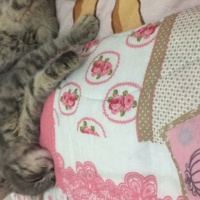 Australian Mist, Kedi  kül kedisi fotoğrafı