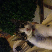 Abyssinian, Kedi  Minnoş fotoğrafı