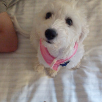 Maltese, Köpek  Puppy fotoğrafı