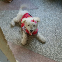 Maltese, Köpek  Pamuk fotoğrafı