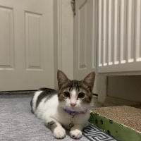 Tekir Kedi, Kedi  Pamuk fotoğrafı