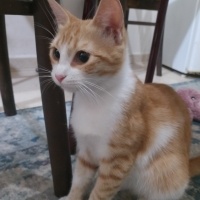 Tekir Kedi, Kedi  Limon fotoğrafı